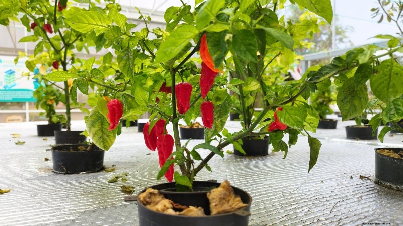 Las 25 mejores verduras para jardinería hidropónica:una guía para principiantes 
