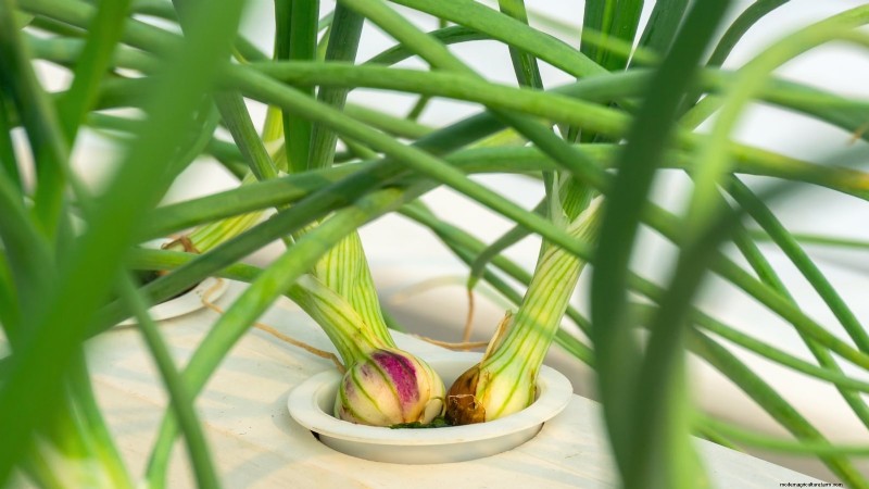 Las 25 mejores verduras para jardinería hidropónica:una guía para principiantes 