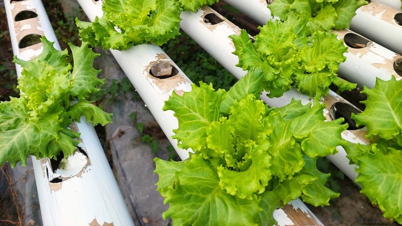 Las 25 mejores verduras para jardinería hidropónica:una guía para principiantes 