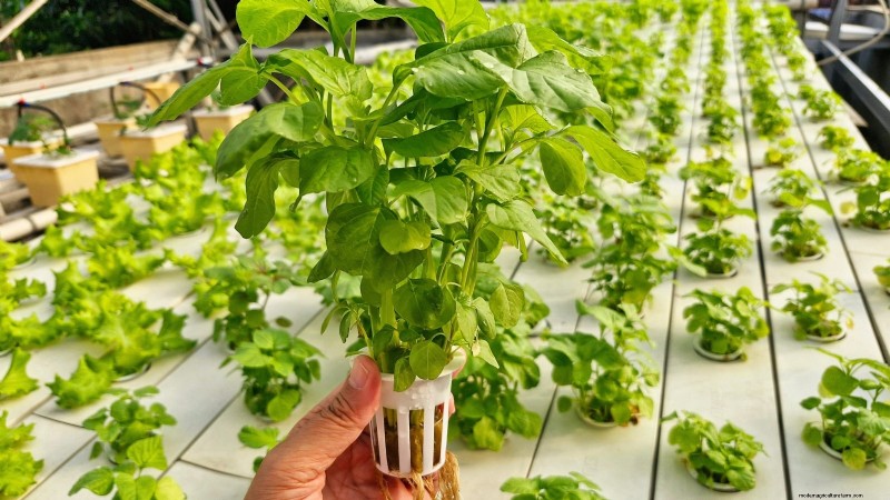 Las 25 mejores verduras para jardinería hidropónica:una guía para principiantes 