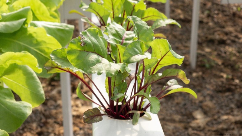 Las 25 mejores verduras para jardinería hidropónica:una guía para principiantes 