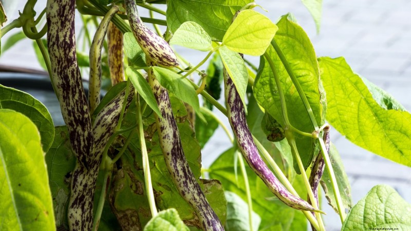 Las 25 mejores verduras para jardinería hidropónica:una guía para principiantes 
