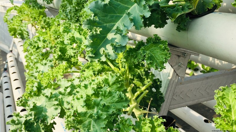 Las 25 mejores verduras para jardinería hidropónica:una guía para principiantes 