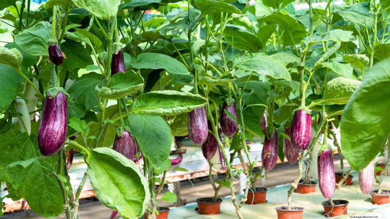 Las 25 mejores verduras para jardinería hidropónica:una guía para principiantes 