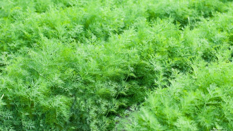 Las 25 mejores verduras para jardinería hidropónica:una guía para principiantes 