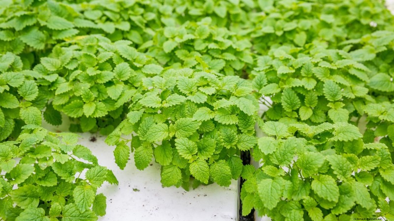 Las 25 mejores verduras para jardinería hidropónica:una guía para principiantes 