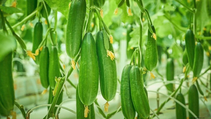 Las 25 mejores verduras para jardinería hidropónica:una guía para principiantes 