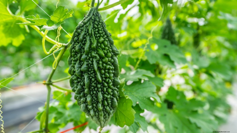 Las 25 mejores verduras para jardinería hidropónica:una guía para principiantes 