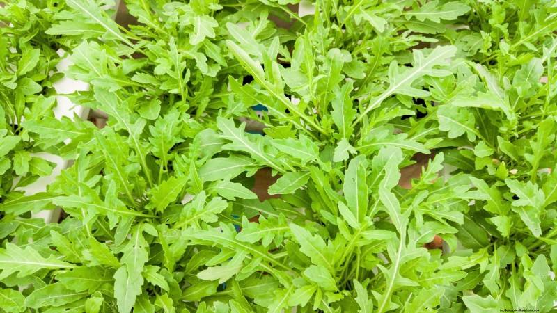 Las 25 mejores verduras para jardinería hidropónica:una guía para principiantes 