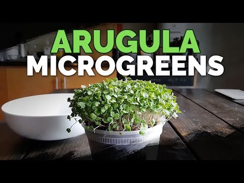 Las 25 mejores verduras para jardinería hidropónica:una guía para principiantes 