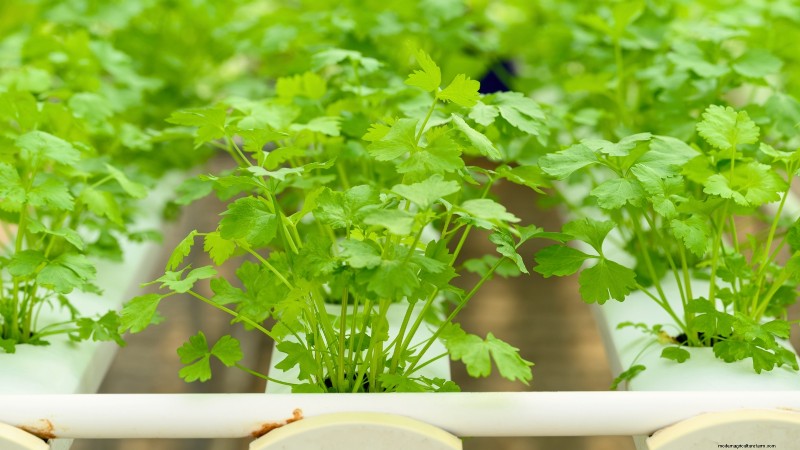 Las 25 mejores verduras para jardinería hidropónica:una guía para principiantes 