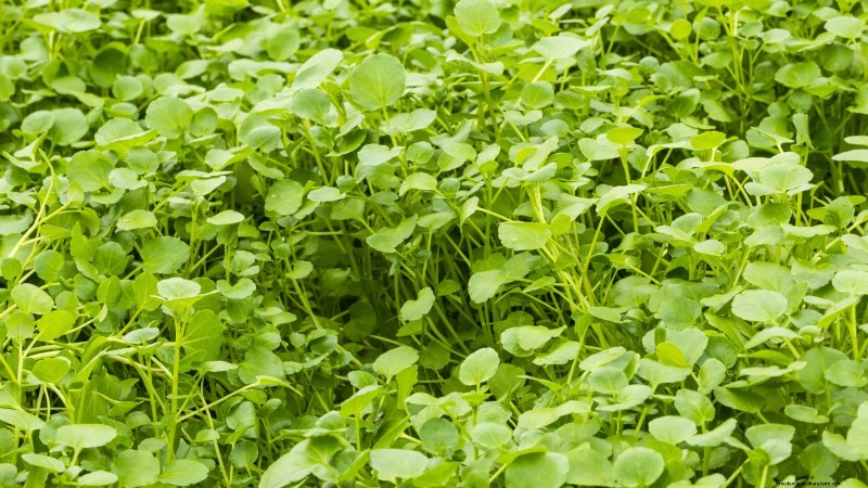 Las 25 mejores verduras para jardinería hidropónica:una guía para principiantes 