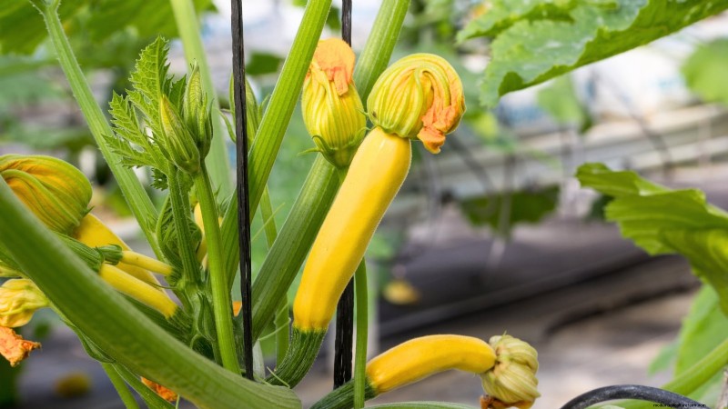 Las 25 mejores verduras para jardinería hidropónica:una guía para principiantes 