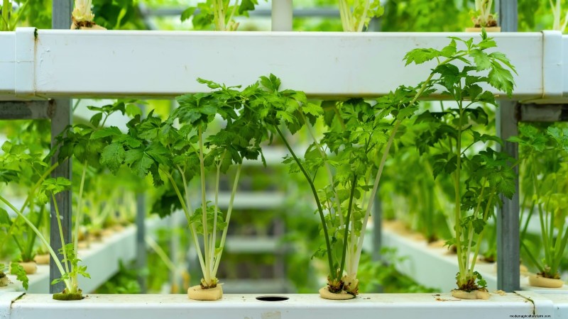 Las 25 mejores verduras para jardinería hidropónica:una guía para principiantes 