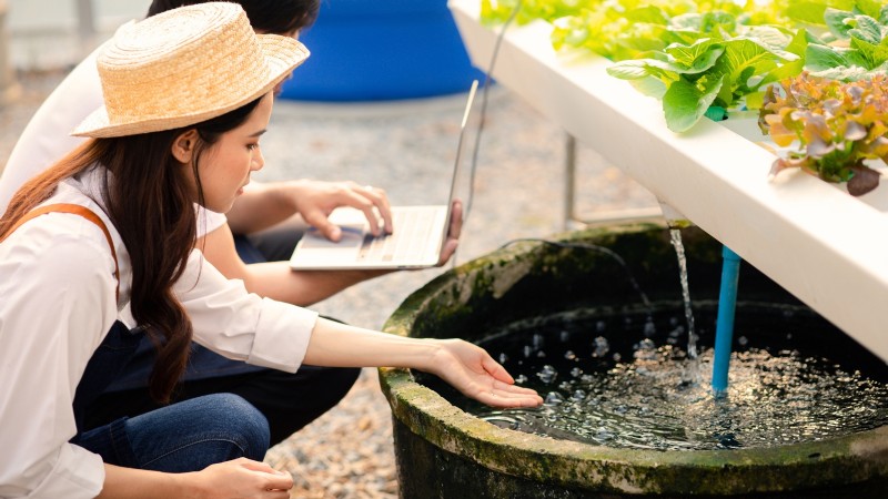 Hidroponía:una guía para principiantes sobre jardinería sin suelo 