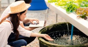 Hidroponía:una guía para principiantes sobre jardinería sin suelo 