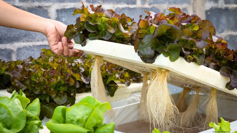 Hidroponía:una guía para principiantes sobre jardinería sin suelo 