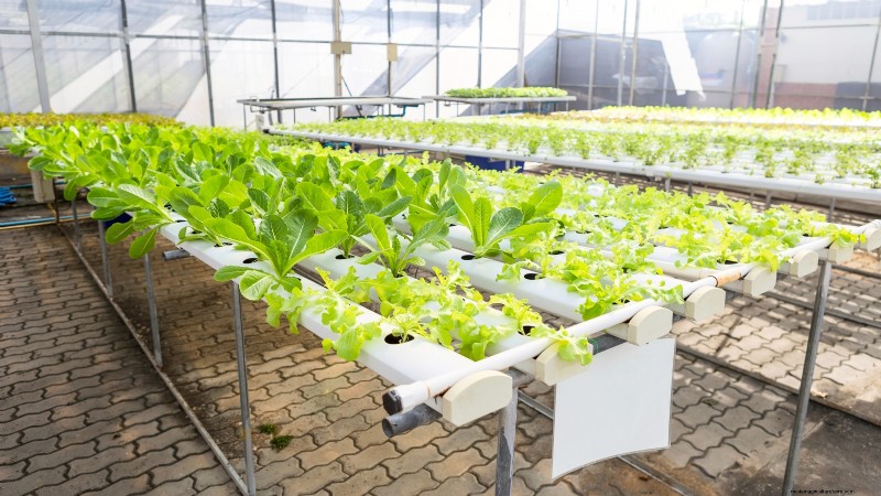 Hidroponía:una guía para principiantes sobre jardinería sin suelo 