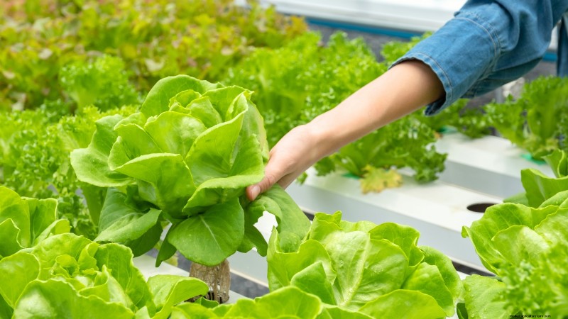 Hidroponía:una guía para principiantes sobre jardinería sin suelo 
