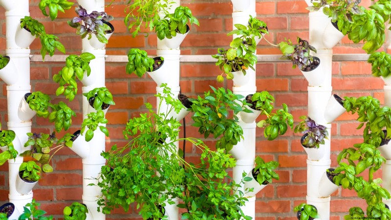 Hidroponía:una guía para principiantes sobre jardinería sin suelo 