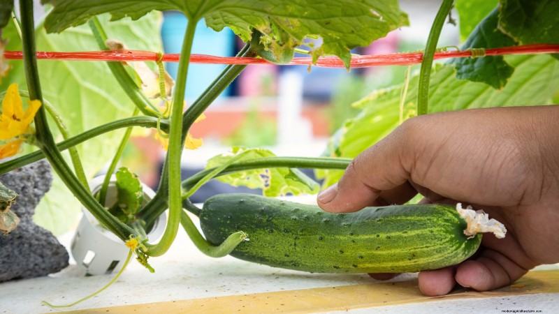 Hidroponía:una guía para principiantes sobre jardinería sin suelo 