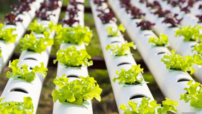 Hidroponía:una guía para principiantes sobre jardinería sin suelo 
