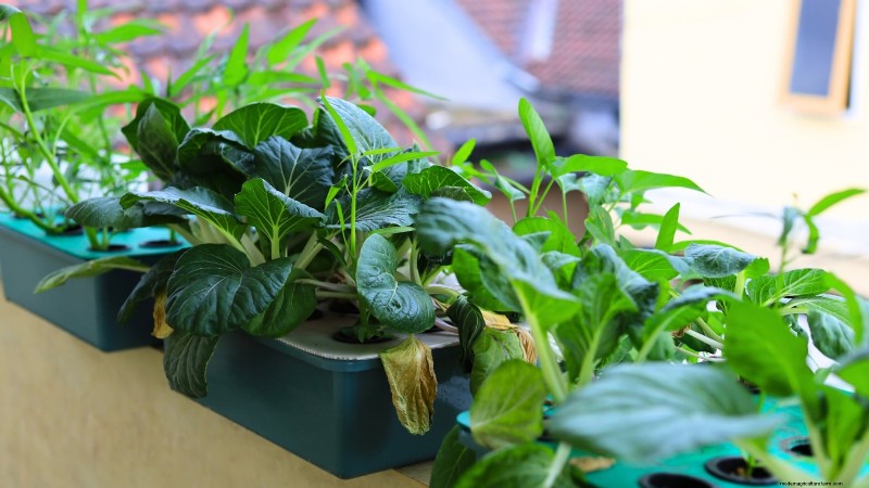Hidroponía:una guía para principiantes sobre jardinería sin suelo 