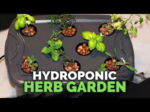 Hidroponía:una guía para principiantes sobre jardinería sin suelo 