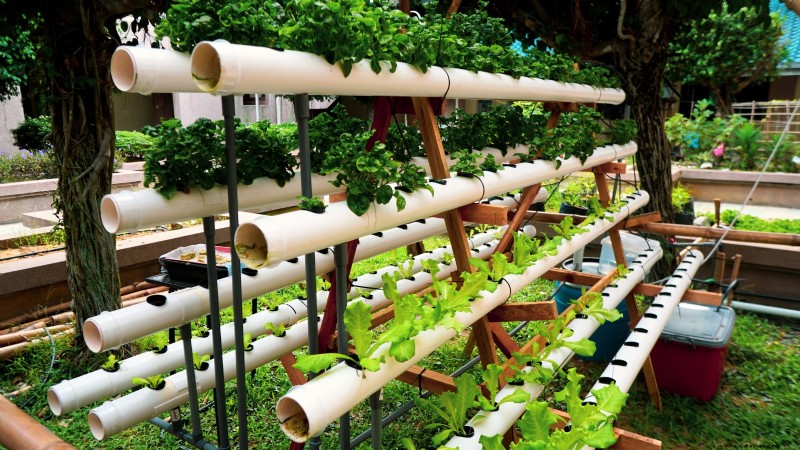 Hidroponía:una guía para principiantes sobre jardinería sin suelo 
