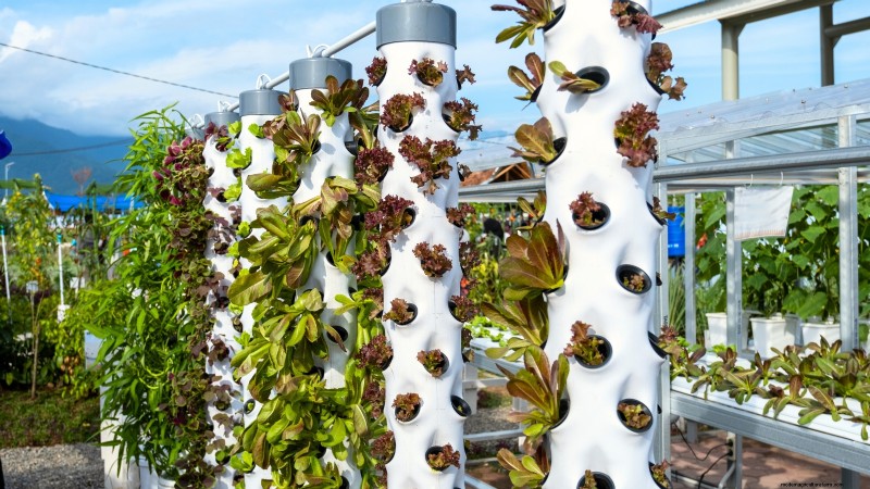 Hidroponía:una guía para principiantes sobre jardinería sin suelo 