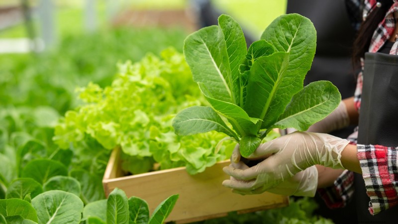 Hidroponía:una guía para principiantes sobre jardinería sin suelo 