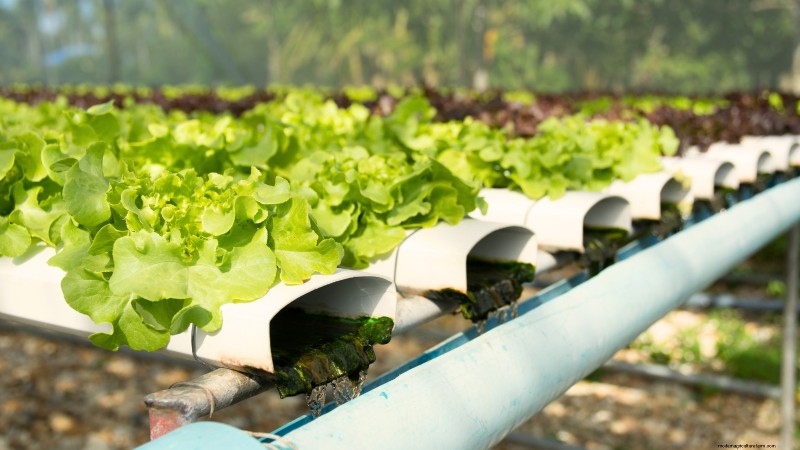 Hidroponía:una guía para principiantes sobre jardinería sin suelo 