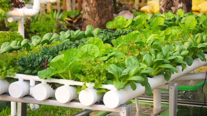 Hidroponía:una guía para principiantes sobre jardinería sin suelo 