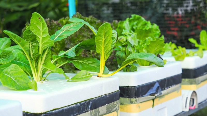 Hidroponía:una guía para principiantes sobre jardinería sin suelo 