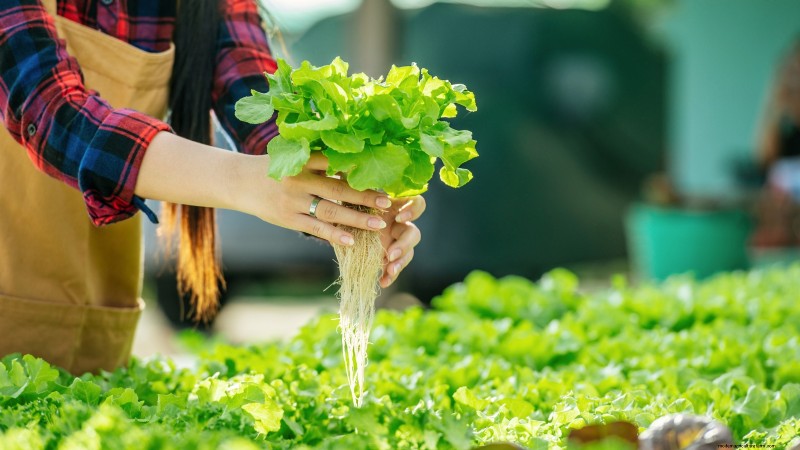 Hidroponía:una guía para principiantes sobre jardinería sin suelo 