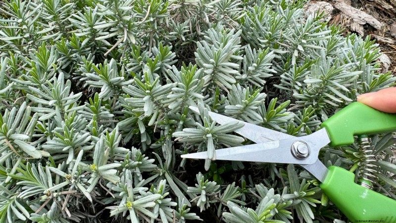 Guida alla potatura della lavanda:massimizza le fioriture estive e la salute delle piante 