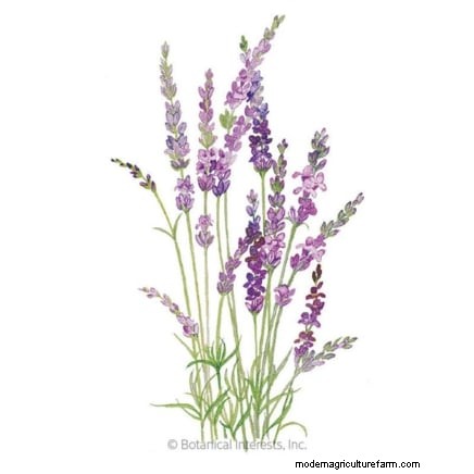 Guida alla potatura della lavanda:massimizza le fioriture estive e la salute delle piante 