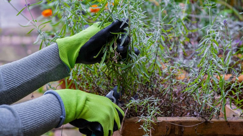 Guida alla potatura della lavanda:massimizza le fioriture estive e la salute delle piante 