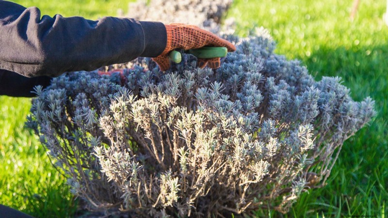 Guida alla potatura della lavanda:massimizza le fioriture estive e la salute delle piante 