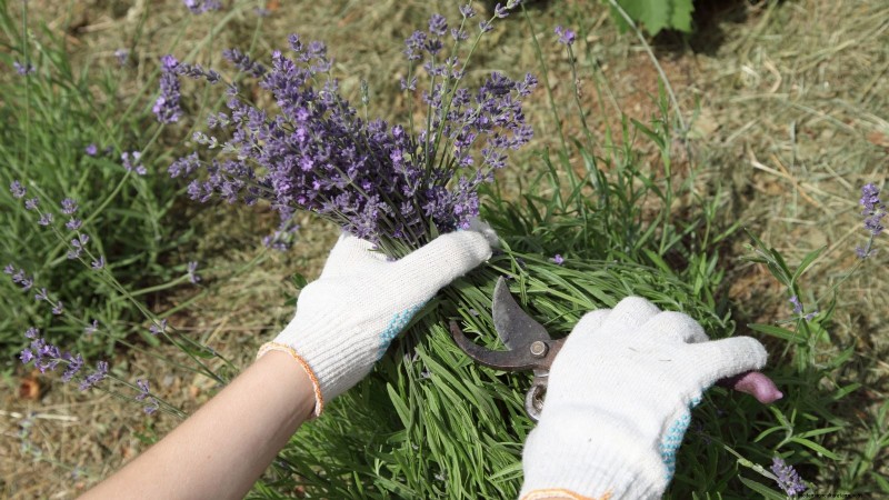Guida alla potatura della lavanda:massimizza le fioriture estive e la salute delle piante 