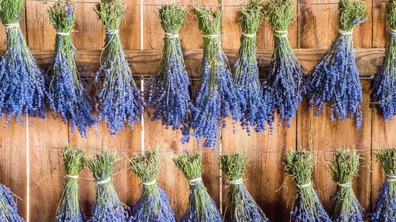 Guida alla potatura della lavanda:massimizza le fioriture estive e la salute delle piante 