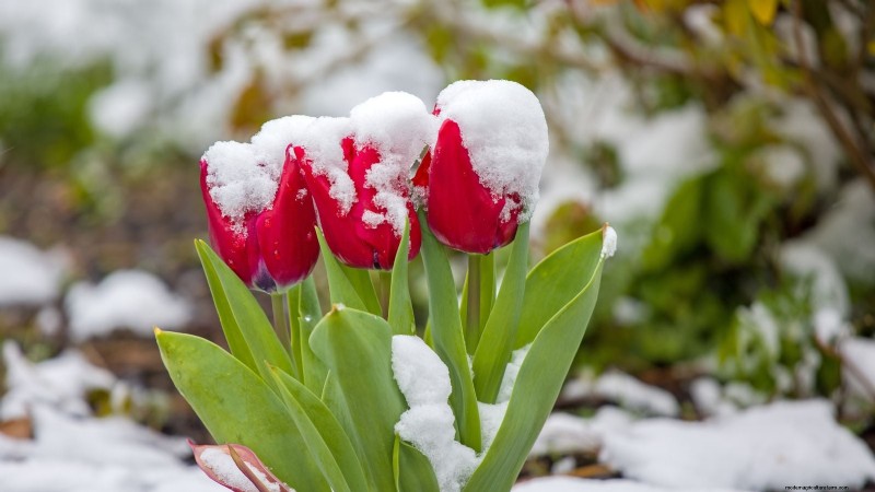 Waarom zijn mijn tulpen kort? Oorzaken en oplossingen voor optimale groei 