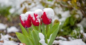 Waarom zijn mijn tulpen kort? Oorzaken en oplossingen voor optimale groei 