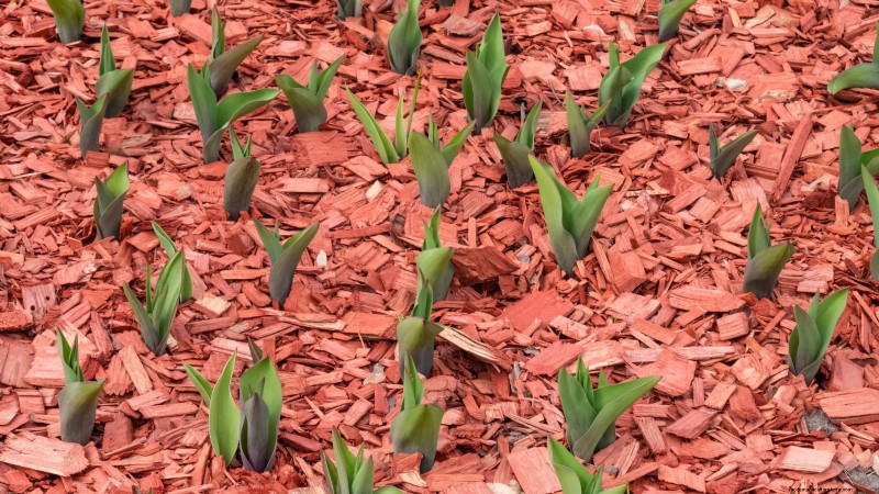Waarom zijn mijn tulpen kort? Oorzaken en oplossingen voor optimale groei 