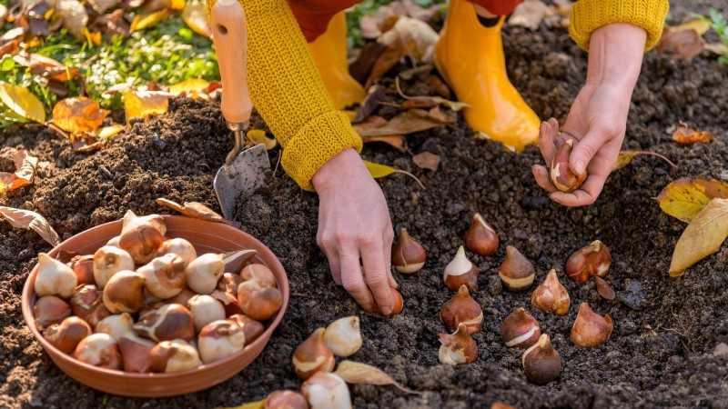 Waarom zijn mijn tulpen kort? Oorzaken en oplossingen voor optimale groei 