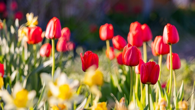 Waarom zijn mijn tulpen kort? Oorzaken en oplossingen voor optimale groei 