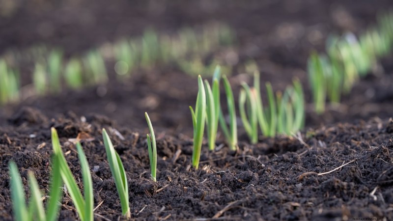 Waarom zijn mijn tulpen kort? Oorzaken en oplossingen voor optimale groei 