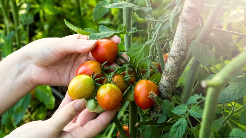 Optimale Tomatenpflanzzeiten nach Region:Ein Leitfaden für Gärtner 