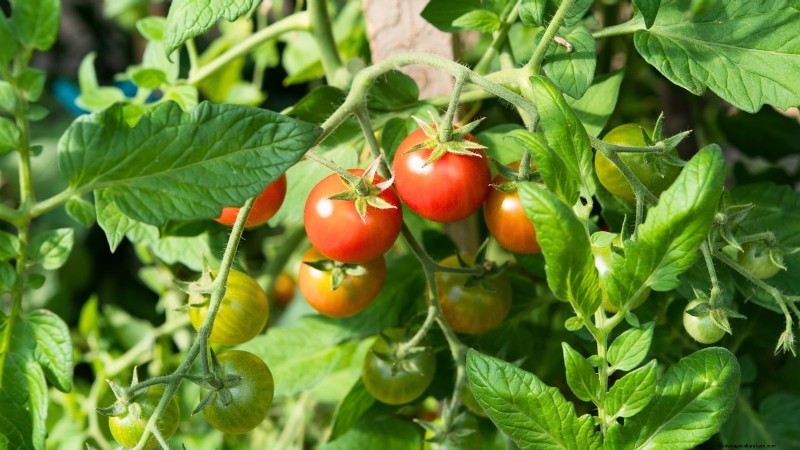 Optimale Tomatenpflanzzeiten nach Region:Ein Leitfaden für Gärtner 