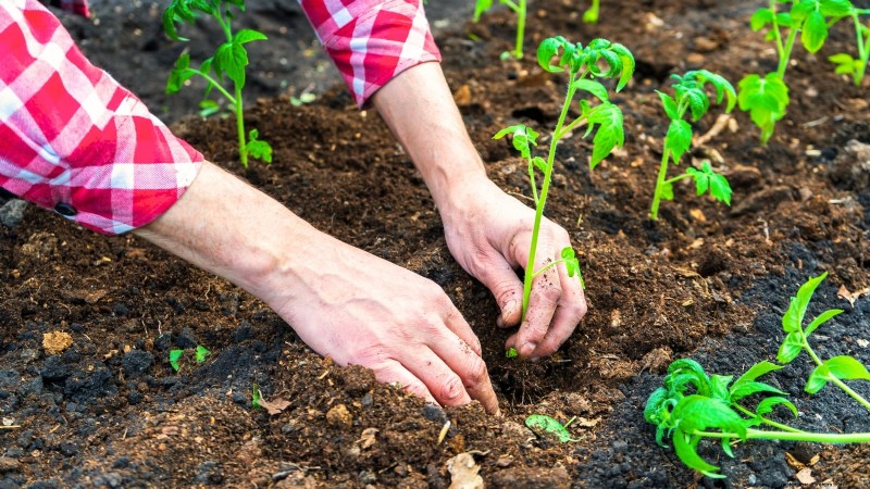 Optimale Tomatenpflanzzeiten nach Region:Ein Leitfaden für Gärtner 